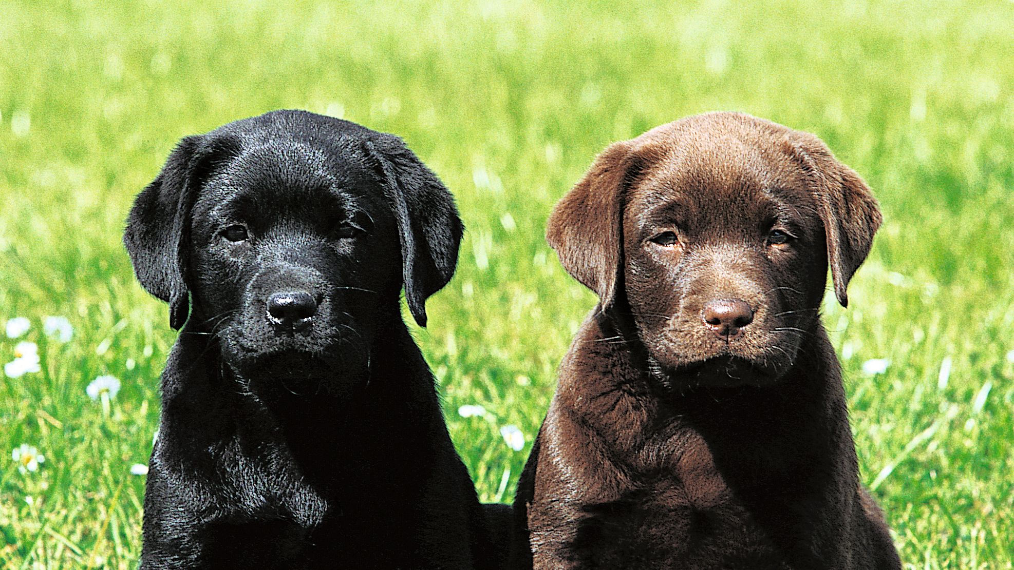 Cachorros de Labrador negro y chocolate sentados juntos sobre hierba