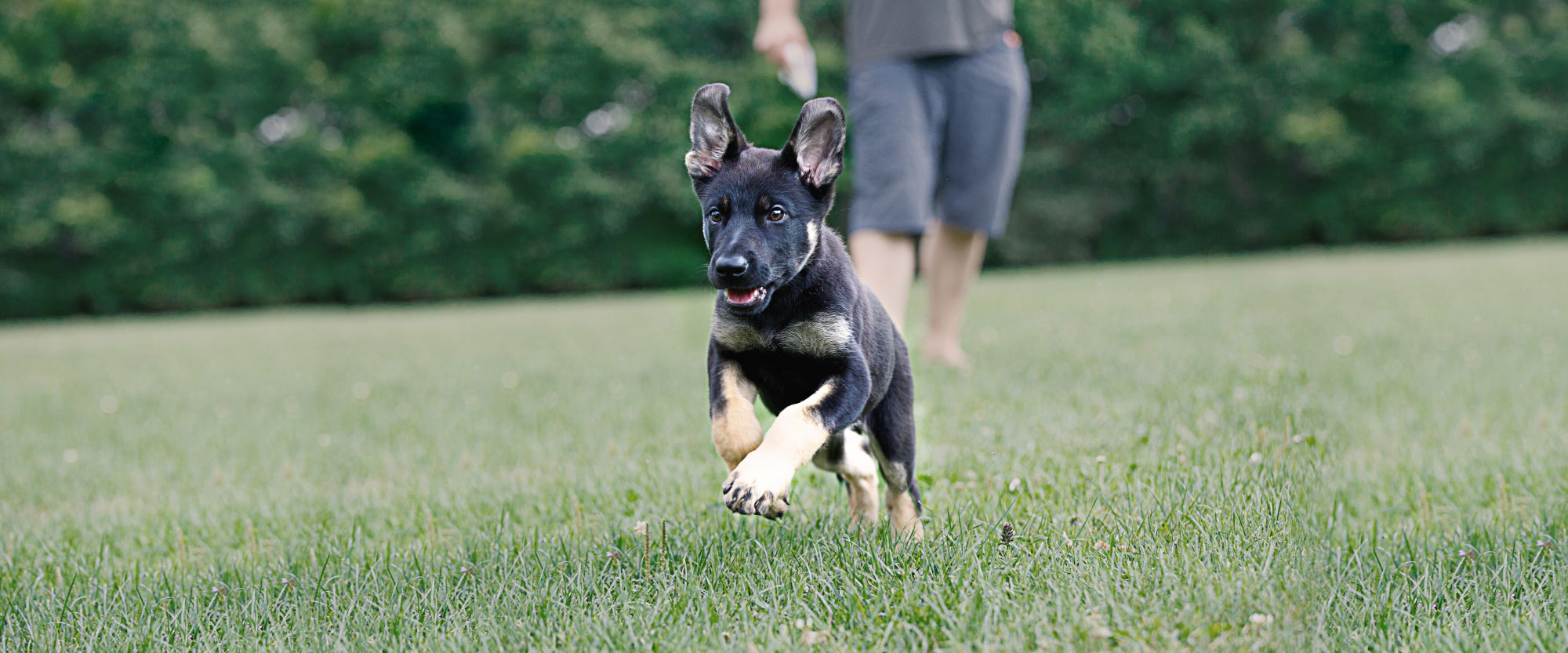 eukanuba puppy start