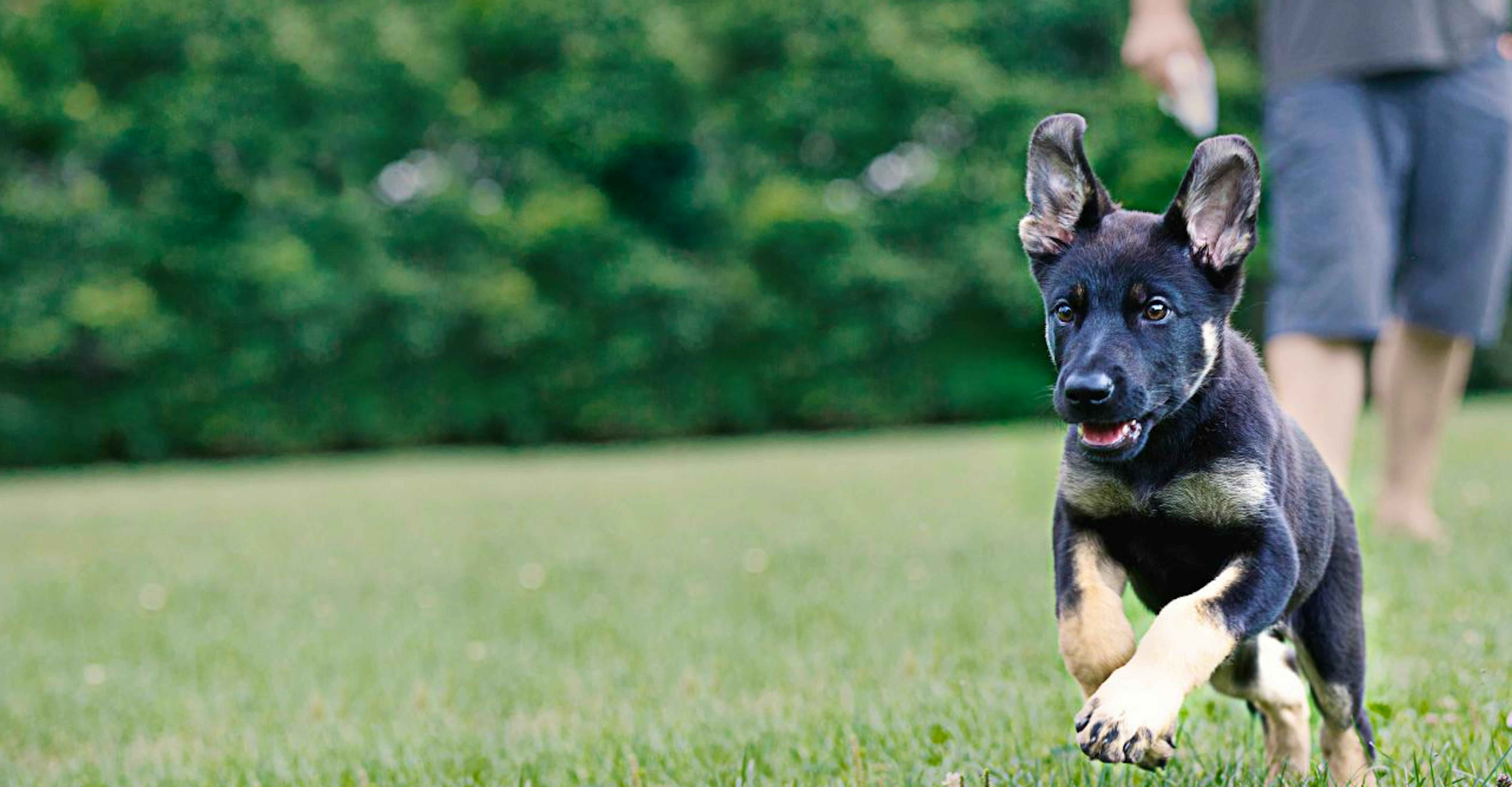 German-Shepherd puppy running in a grass field with owner behind 