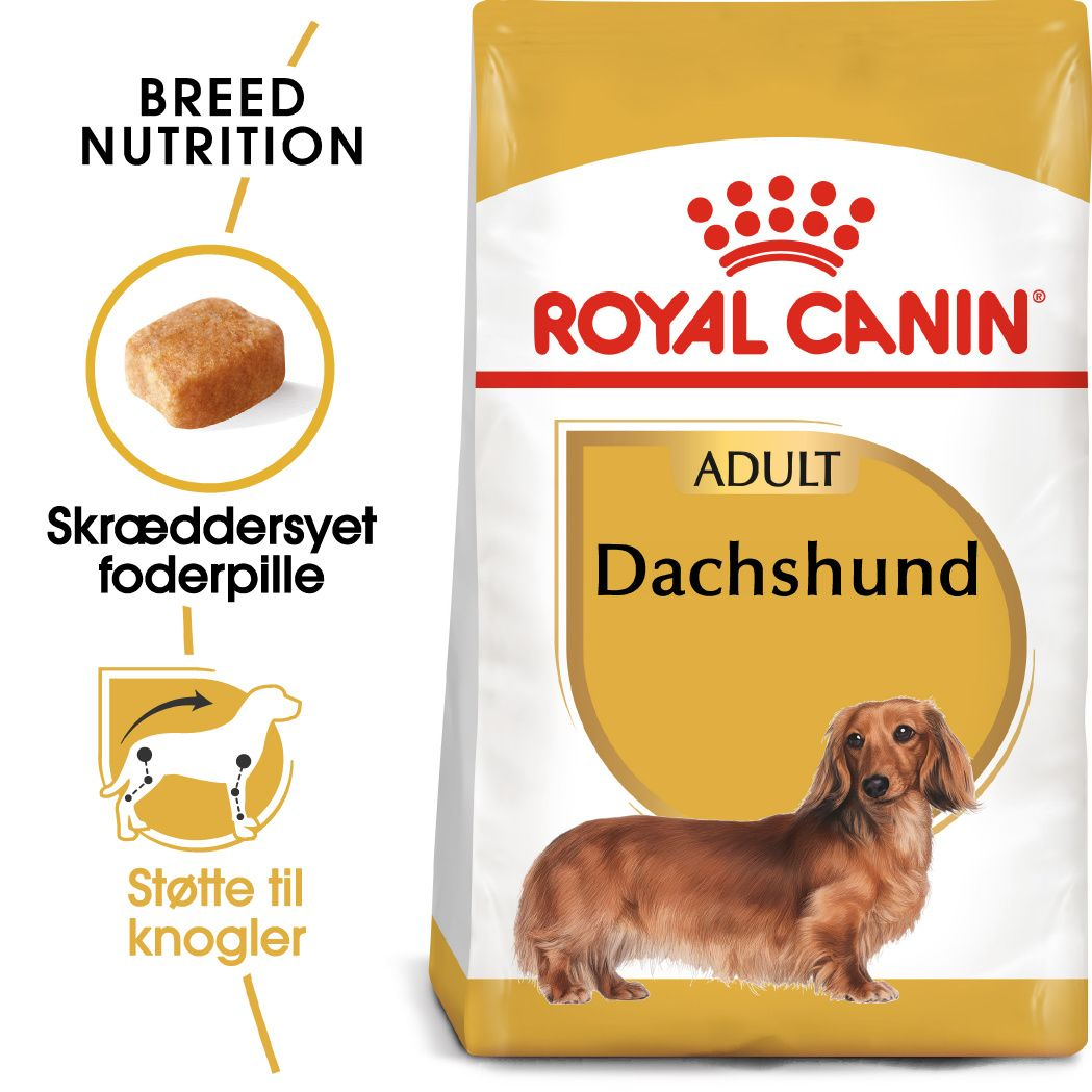 Dachshund Adult