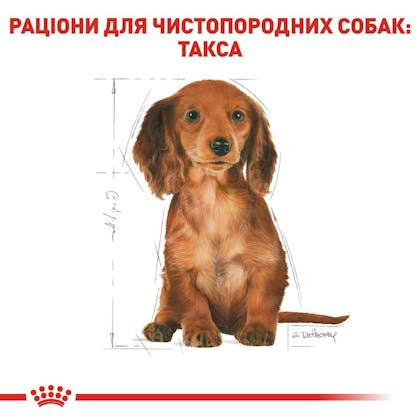 RC-BHN-PuppyDachshund_5-UA.jpg