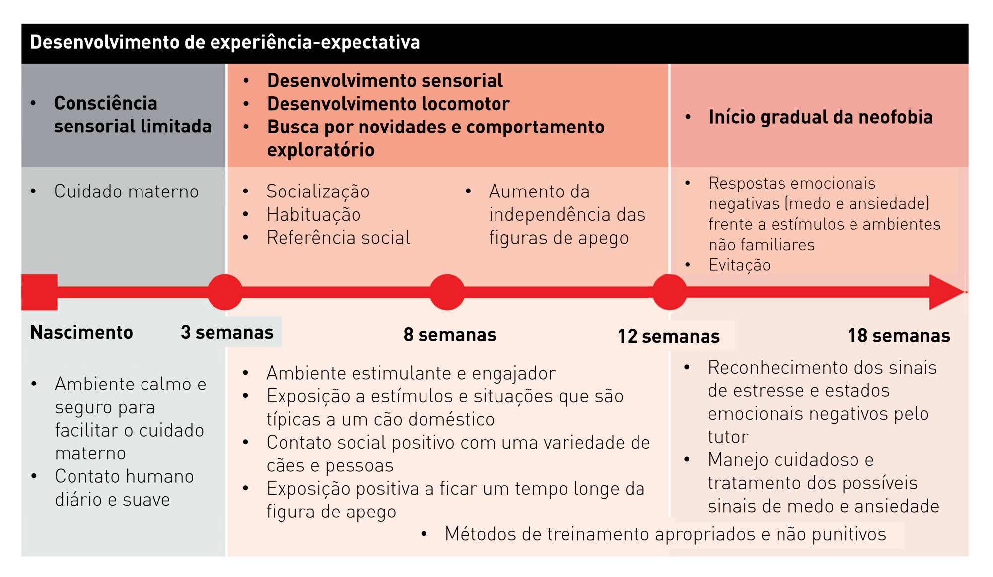 Linha do tempo das fases de desenvolvimento do filhote