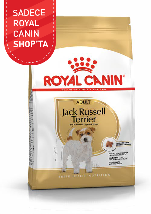 Jack Russell Adult