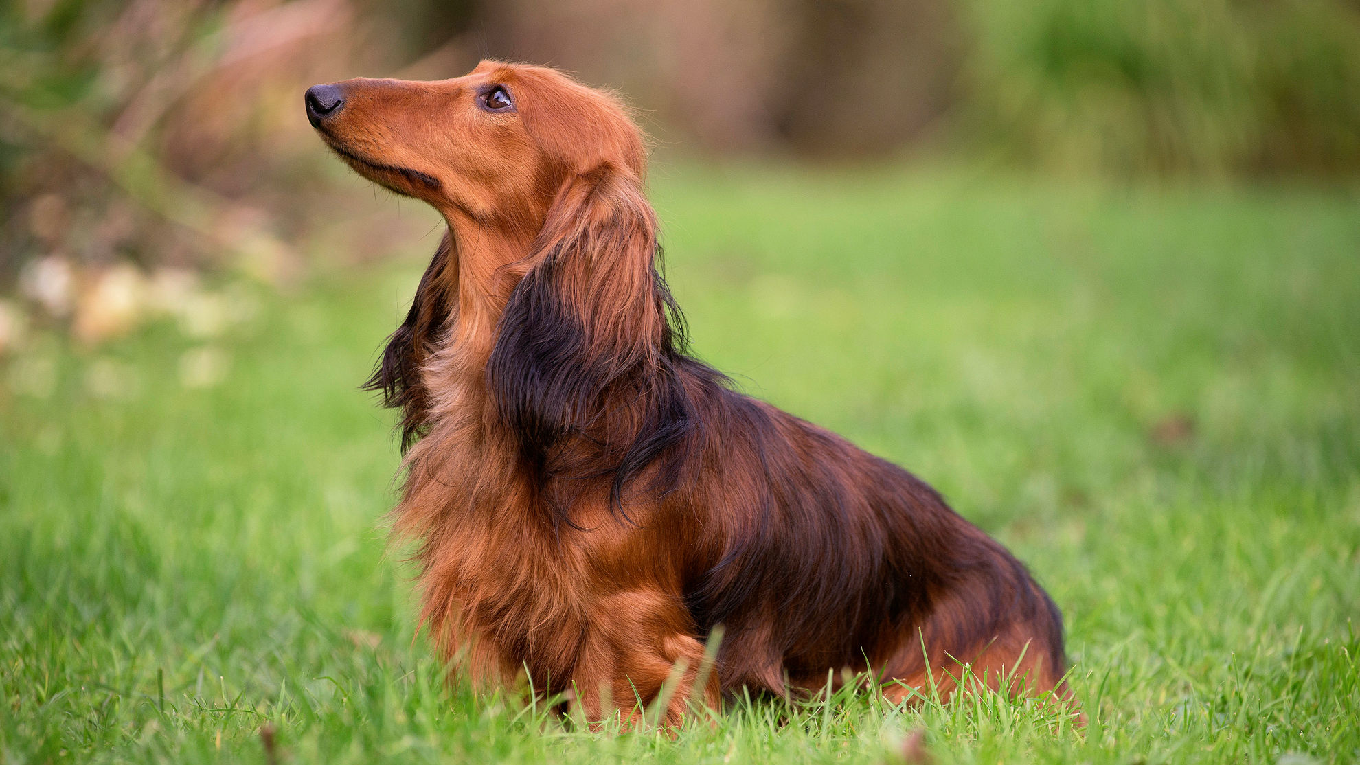 Standard Long-Haired Dachshund sitting in grass