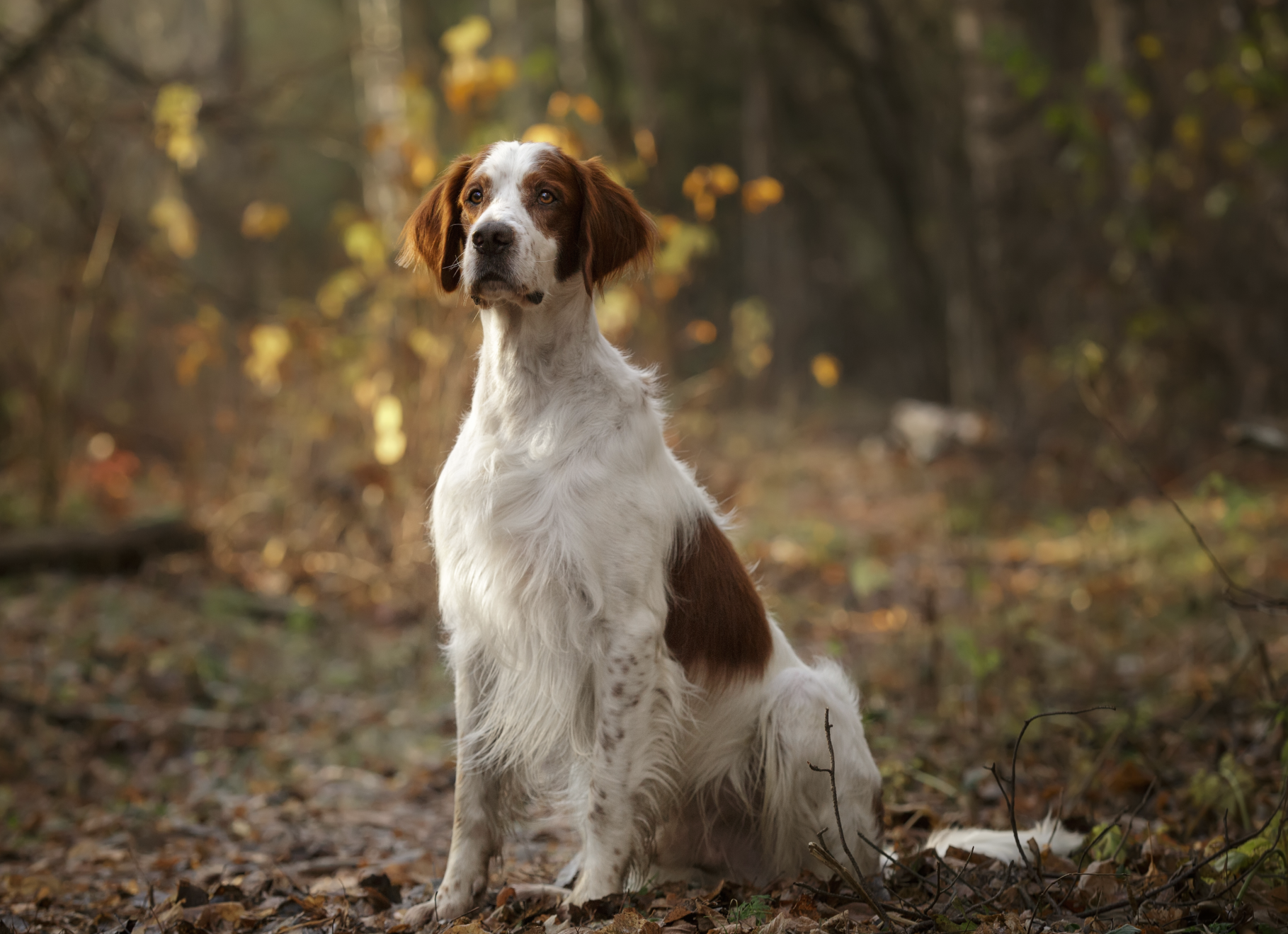 Irish Red and White Setter sat in a dark woodland setting