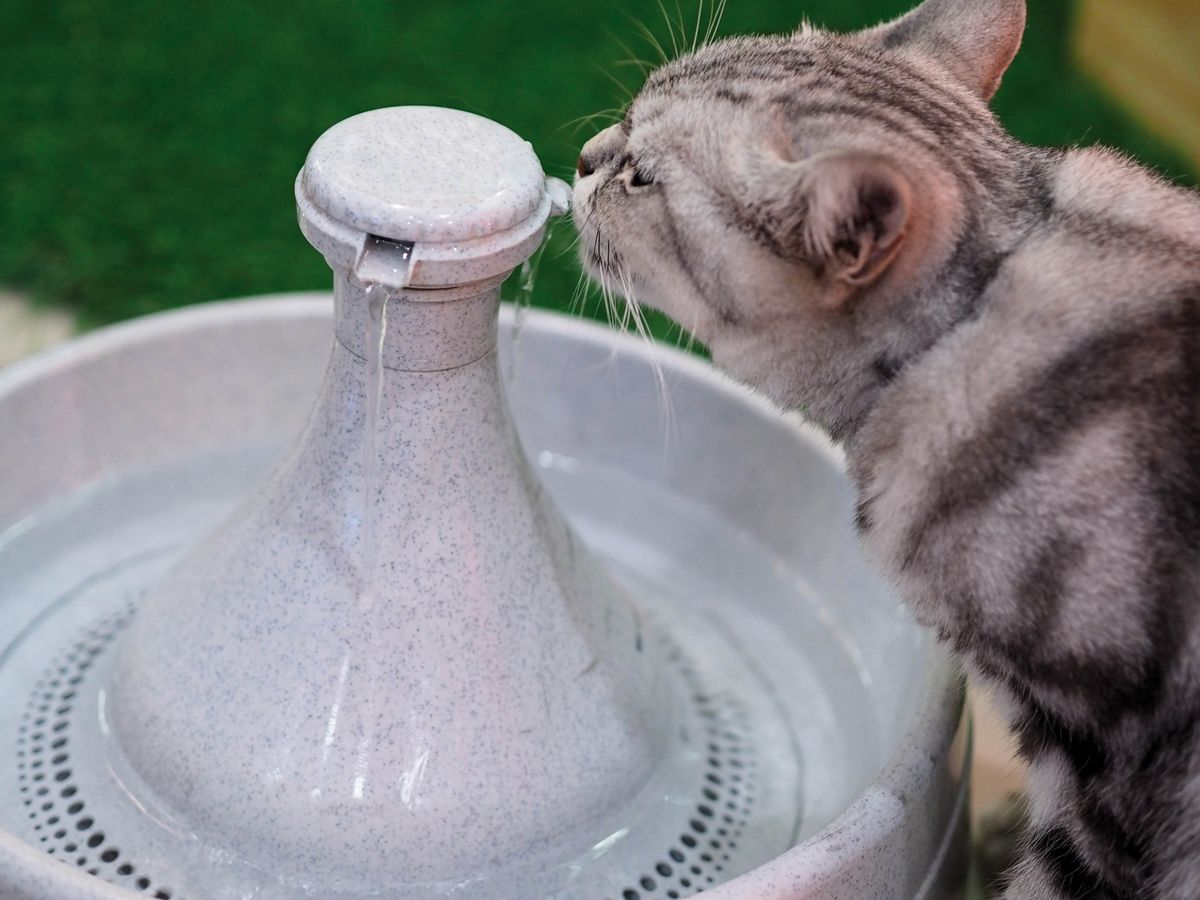 old cat not eating but drinking water