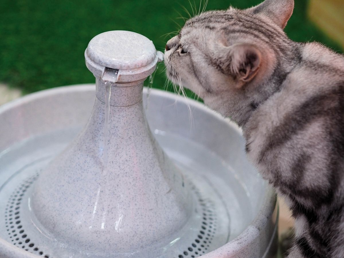 Oft wird behauptet, dass Katzenbrunnen die Trinkwasseraufnahme fördern, da man annimmt, Katzen bevorzugen fließendes Wasser. Schlüssige Evidenzen hierfür gibt es jedoch nicht.