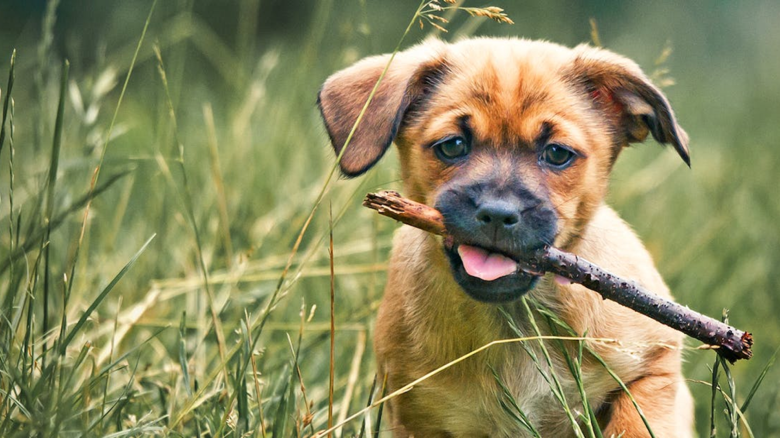 Un cachorro sentado entre la hierba alta al aire libre con un palo en la boca