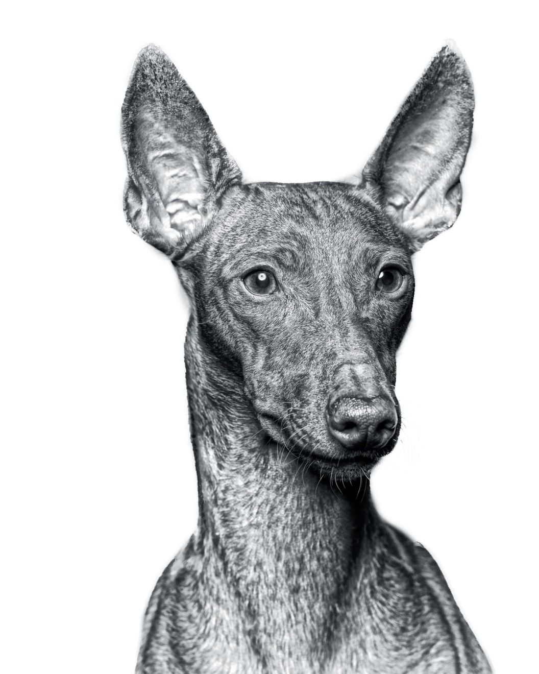 cirreco-dell-etna-bw-1