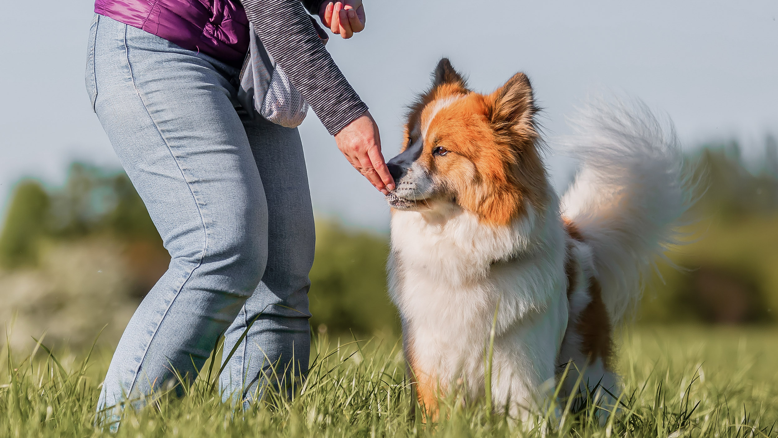 Dog eating from owners hand outside