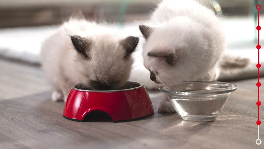 two kittens eating and drinking