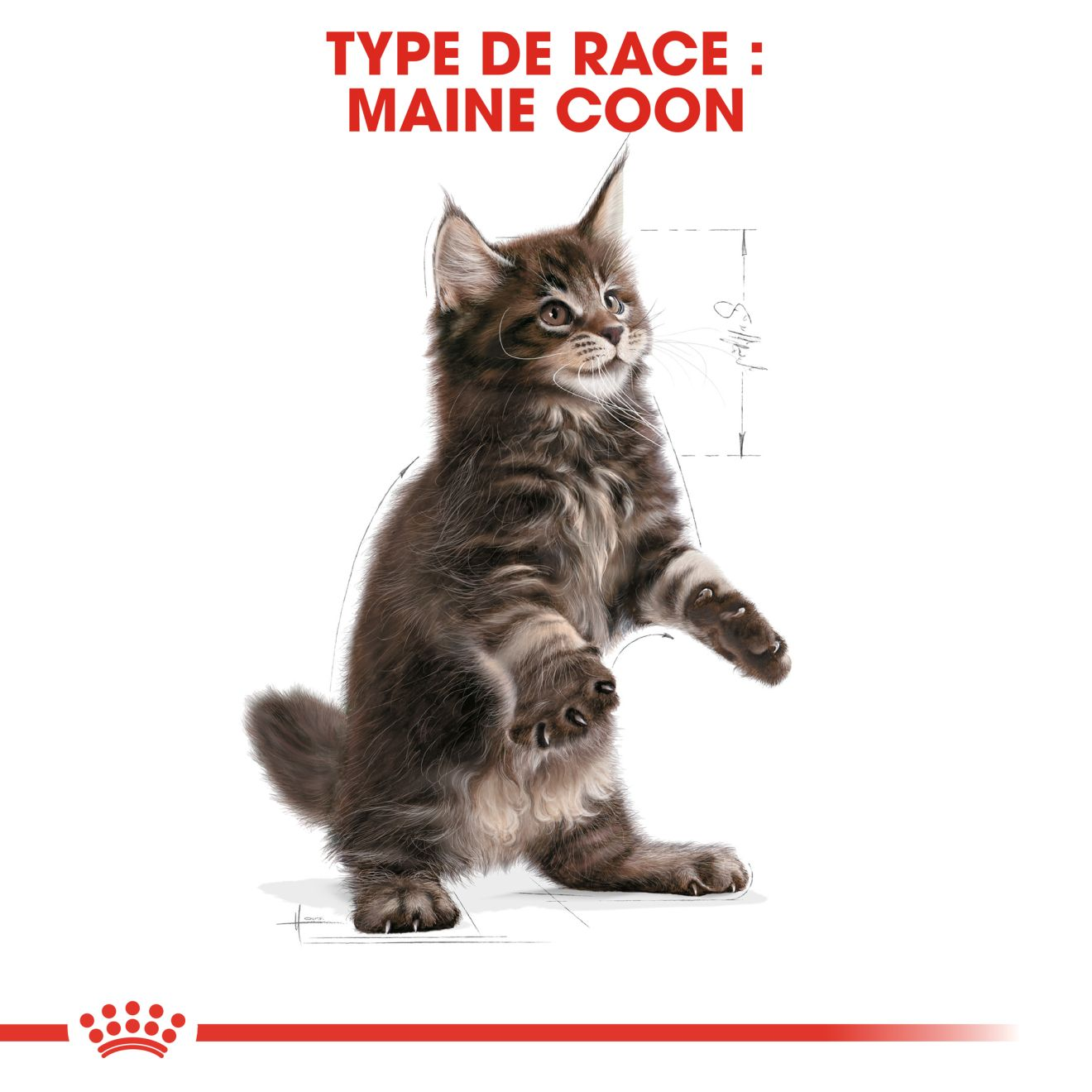 croquettes-pour-chaton-maine-coon-boutique-royal-canin-royal-canin-fr