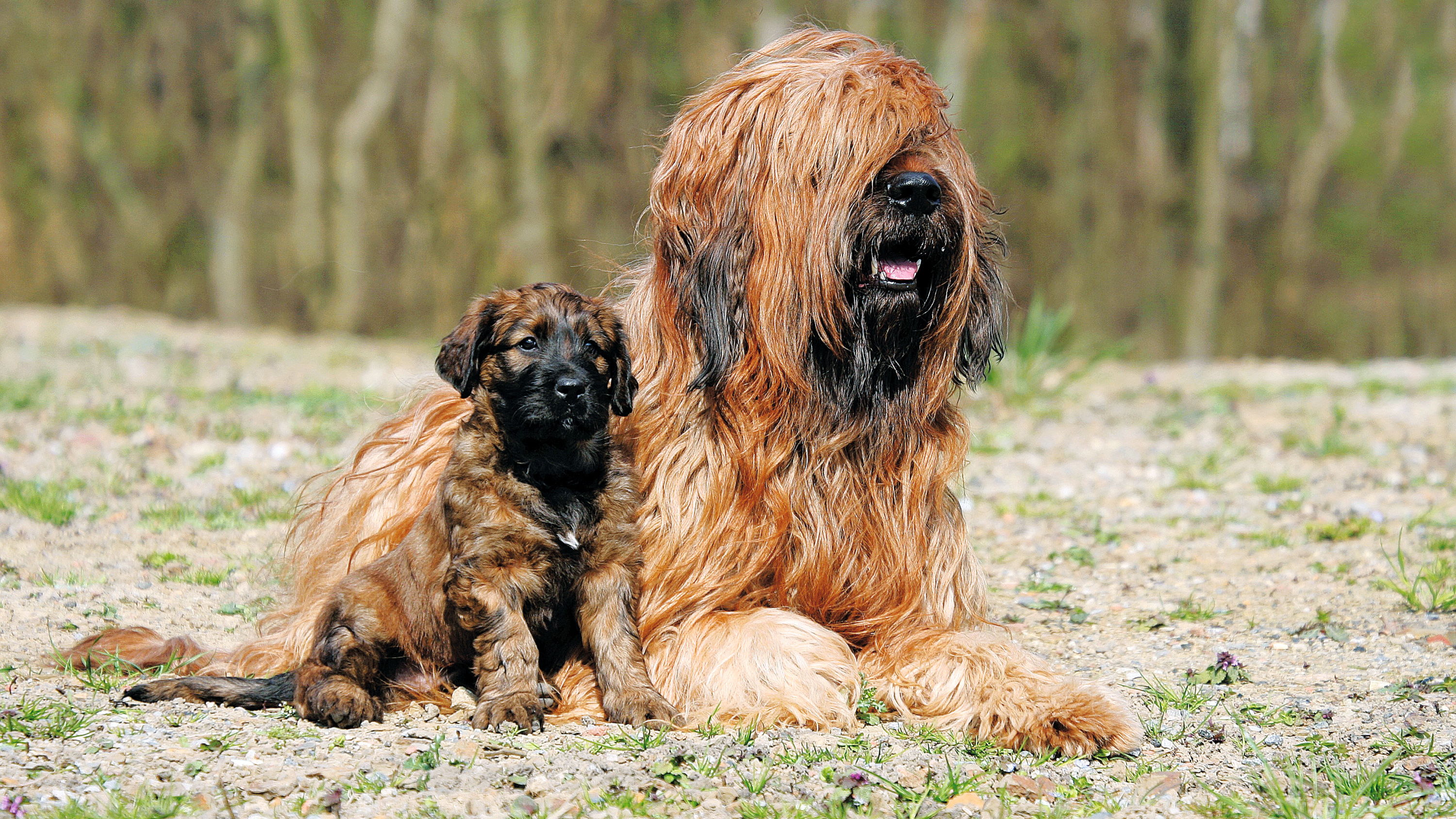 Briard temperament hot sale