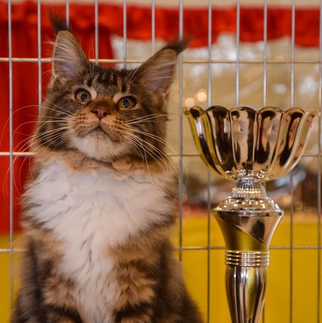 royal-canin-international-cat-show