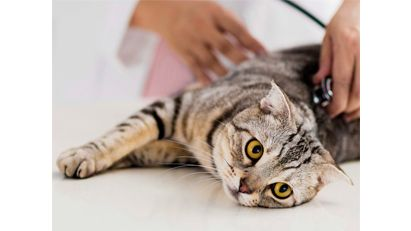 Maine Coon kitten sitting outdoors in long grass