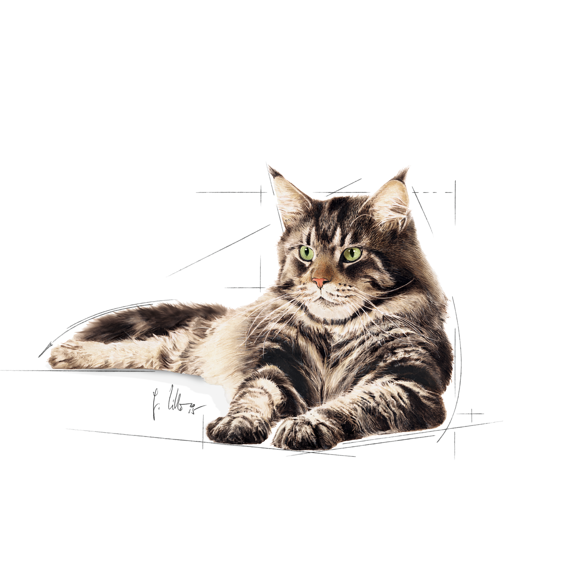 Maine Coon Adult WET