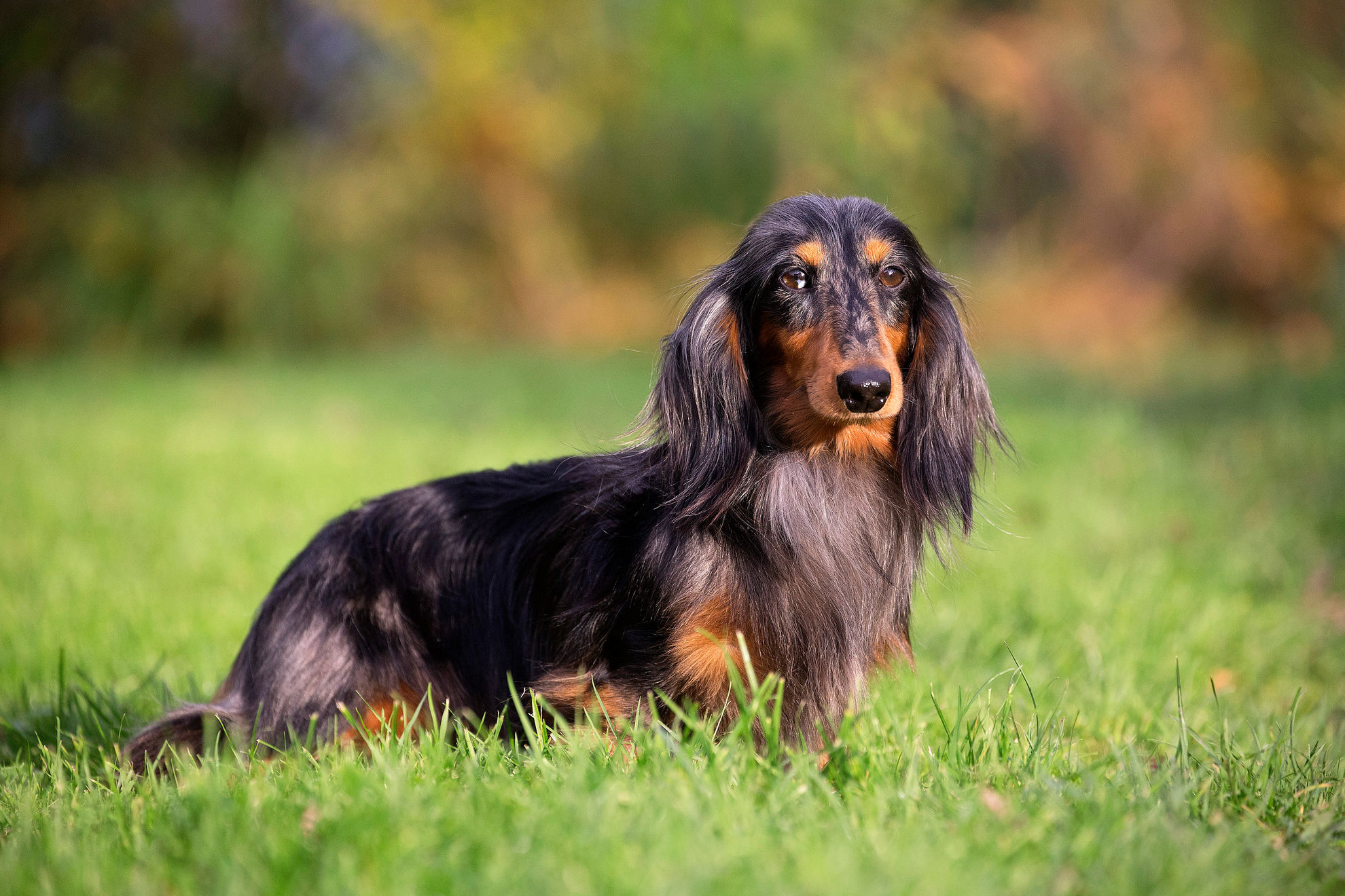 Щенок таксы