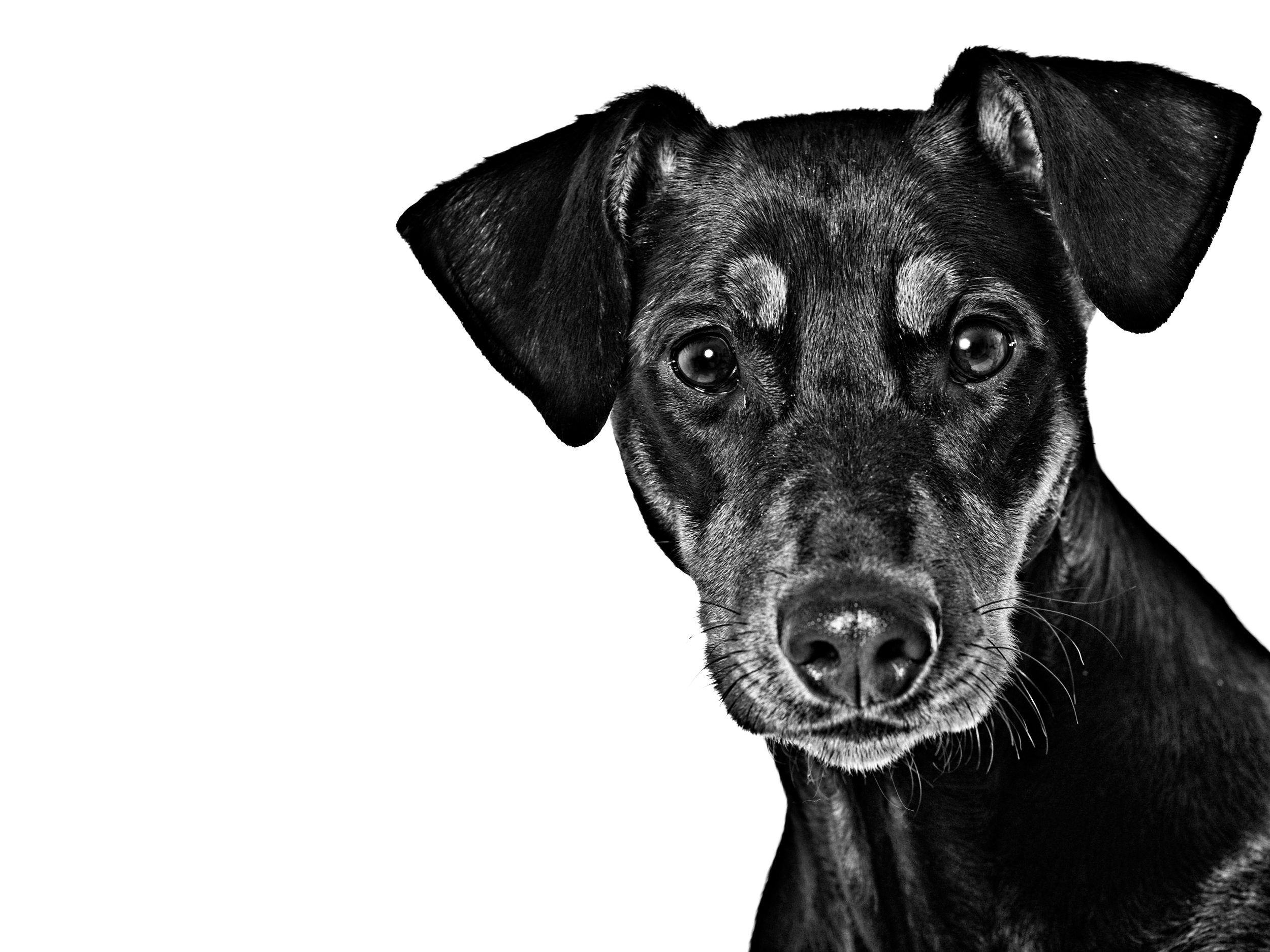 German pinscher adult black and white