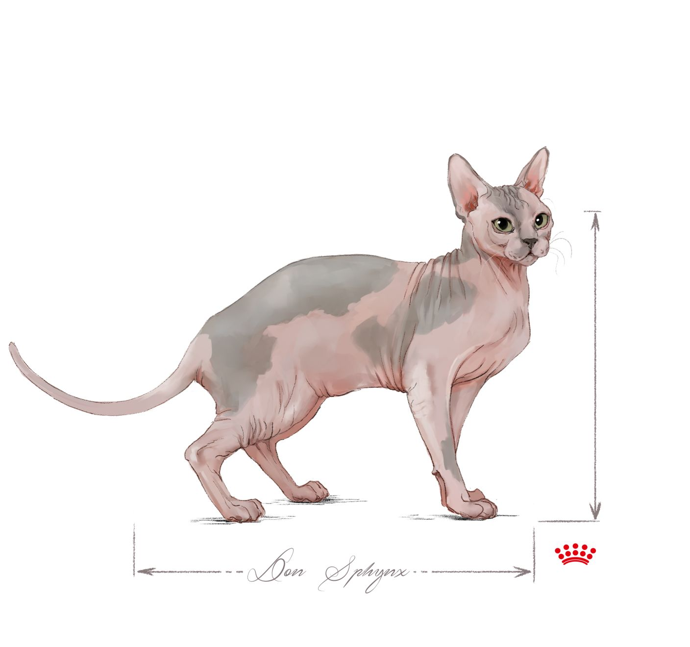 Zittende volwassen Sphynx