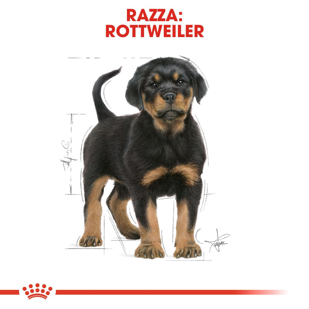 Rottweiler Puppy: cibo secco cucciolo di razza | Royal Canin IT