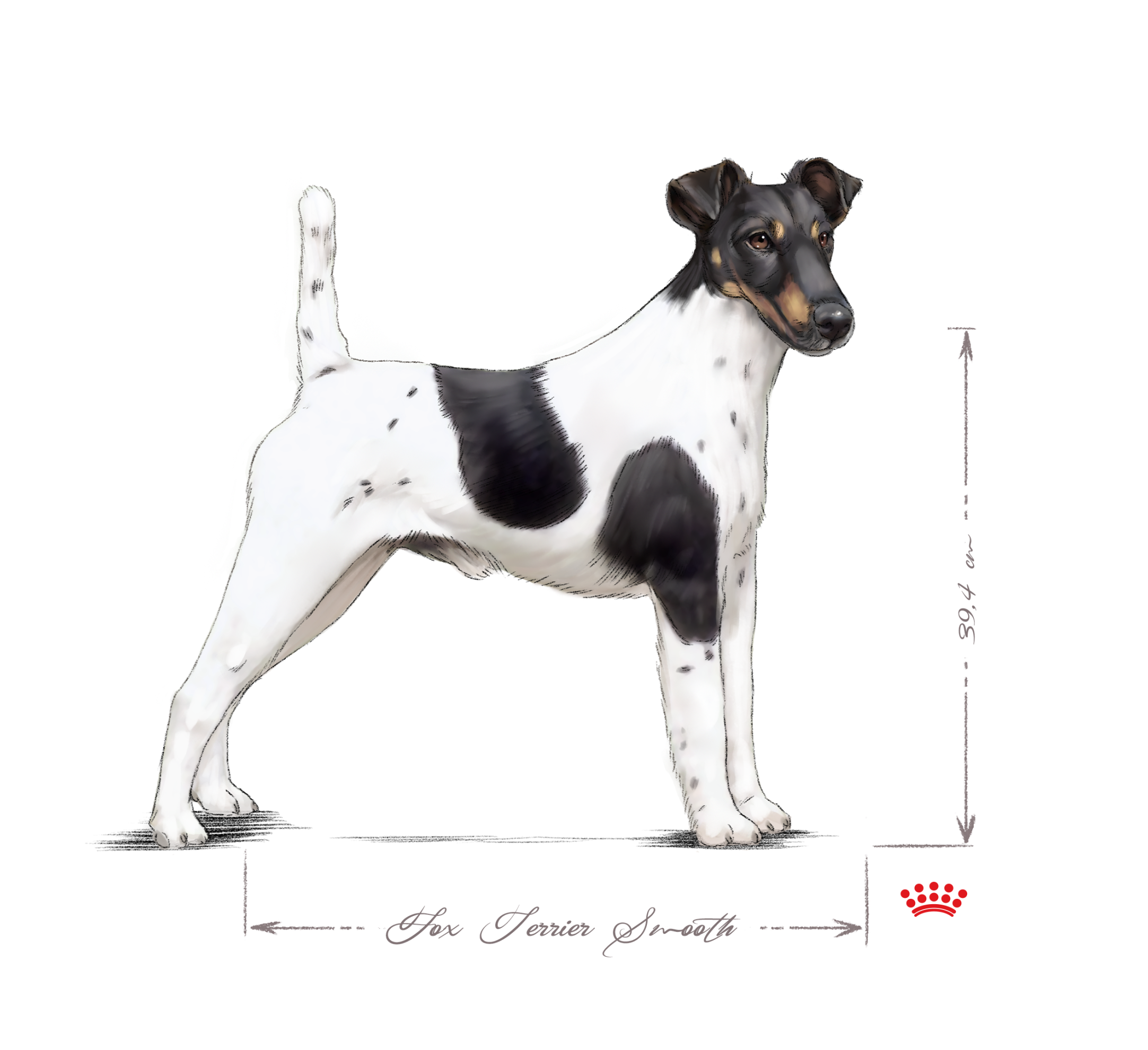 black and white Smooth Fox Terrier adult