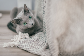 КОШАЧЬЯ ТРЕВОГА И КОШАЧИЙ СТРЕСС КАК ПОМОЧЬ