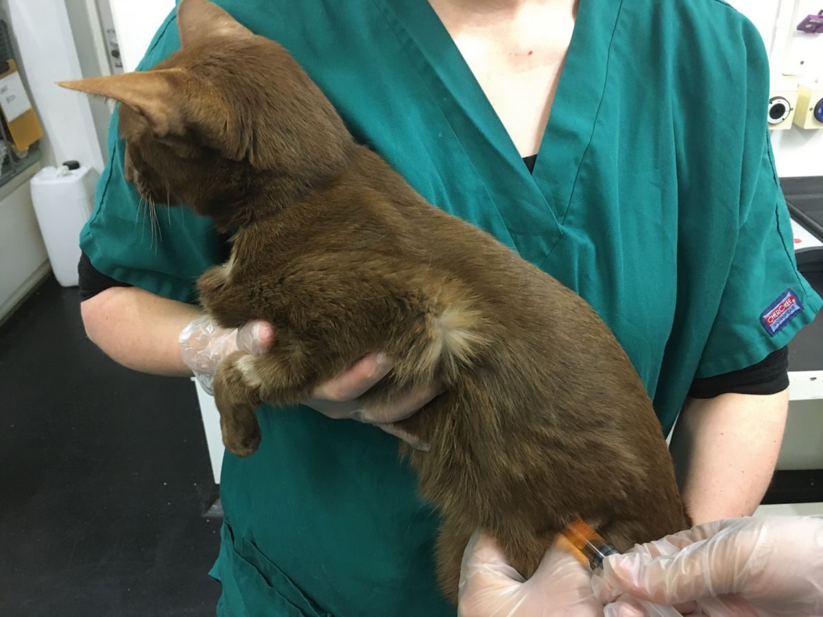 Cistocentesi effettuata in un gatto in stazione quadrupedale. Questo metodo è ben tollerato dalla maggior parte dei gatti, poiché comporta un livello limitato di contenimento o di manipolazione. 