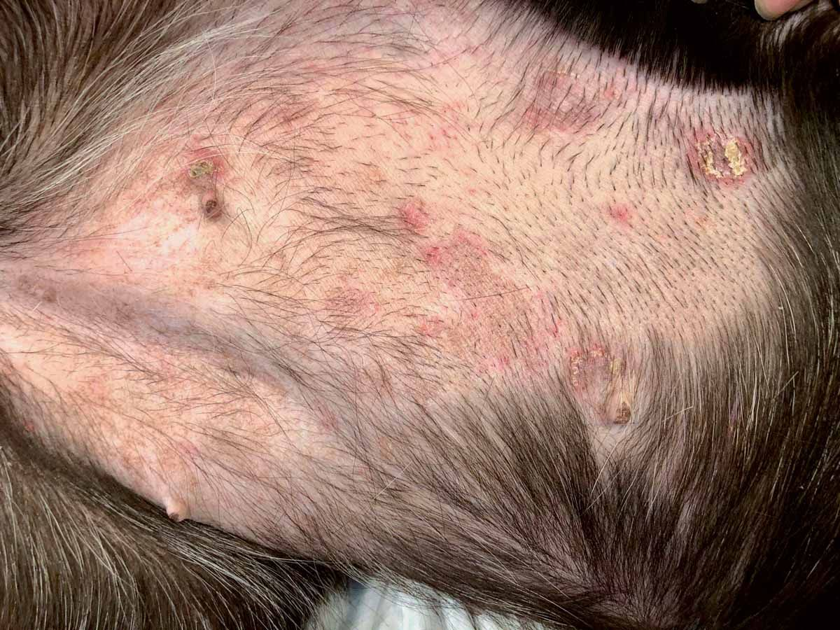 Multiple papules, pustules and epidermal collarettes on the ventral abdomen of a dog.