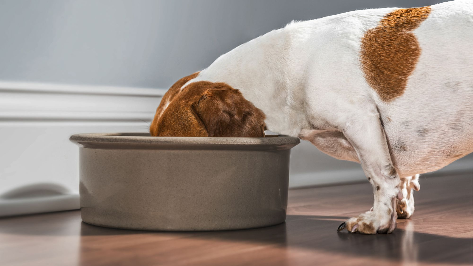 Adult Jack Russell standing indoors eating from a large bowl.