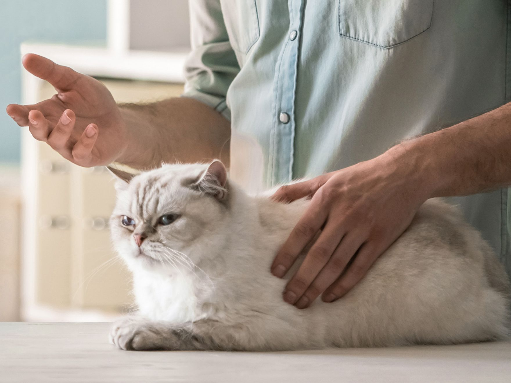 Gato blanco acostado sobre una mesa mientras el dueño habla con la veterinaria