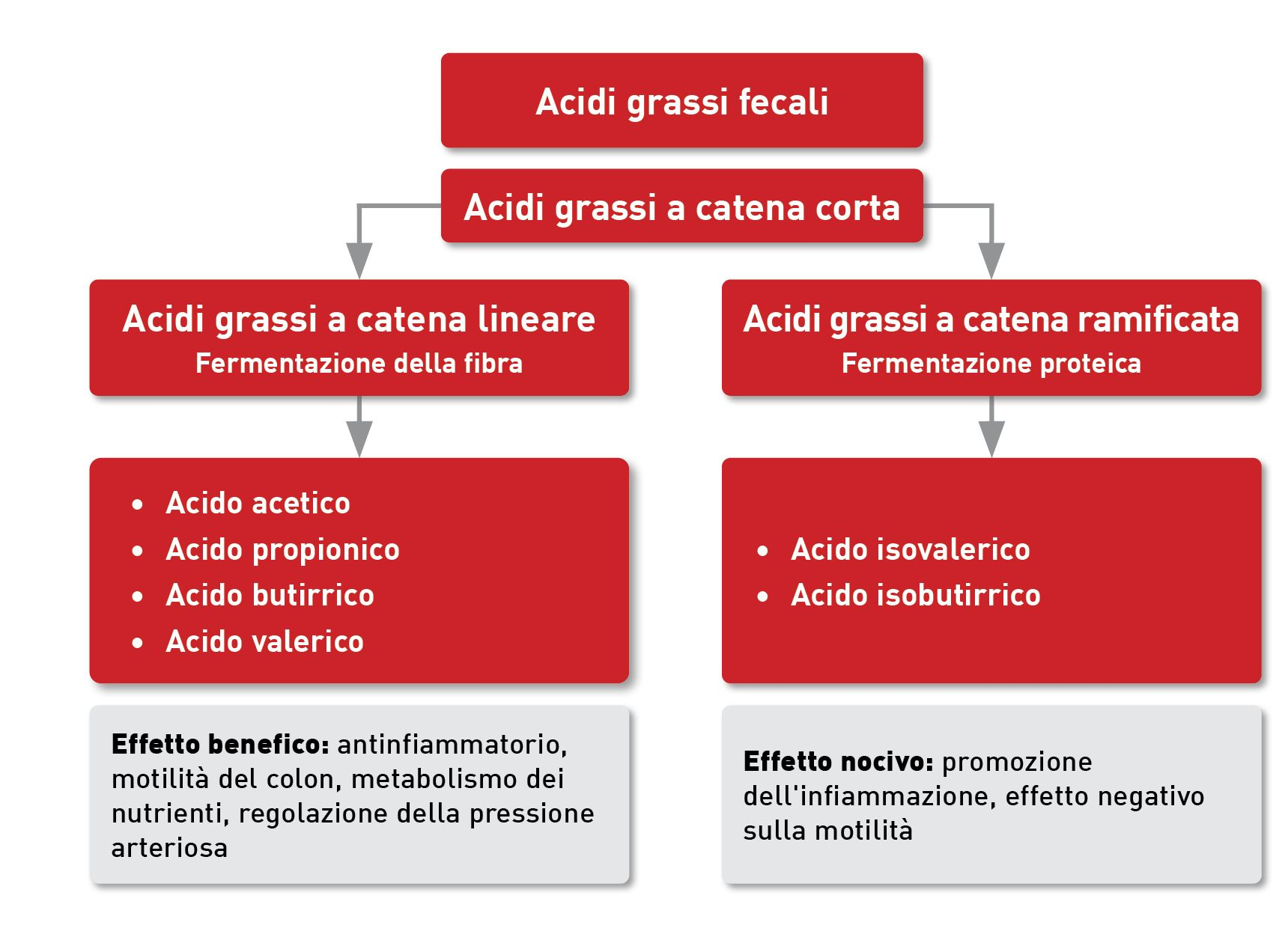 SCFA e BCFA sono prodotti del metabolismo colonico