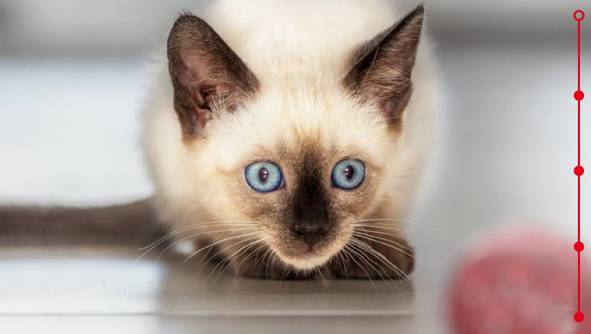 siamese kitten playing