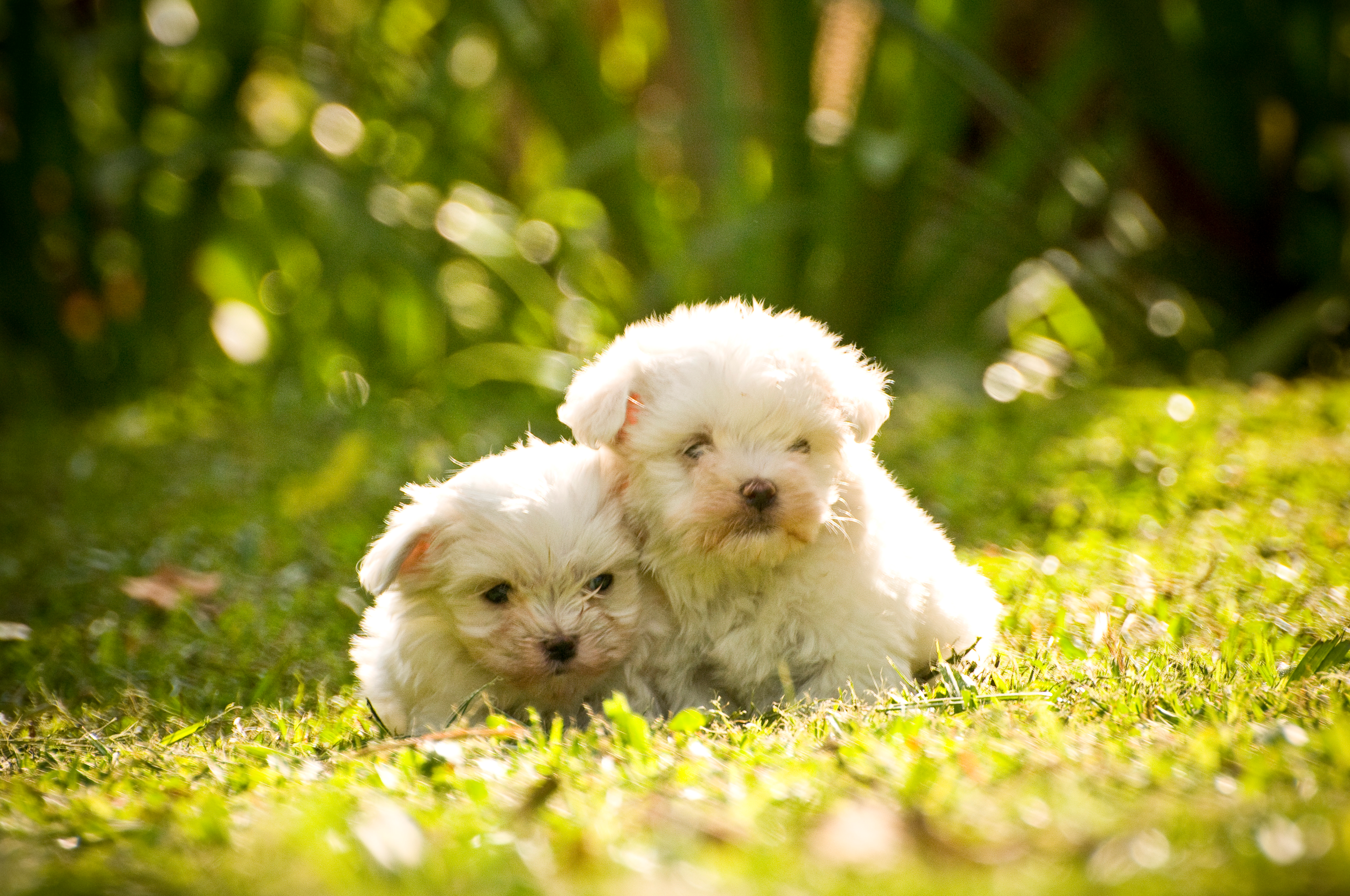 twee maltezers in het gras