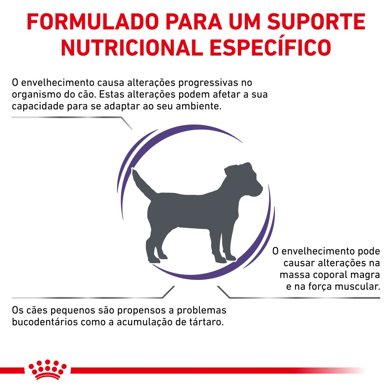 Mature Consul Small Dog