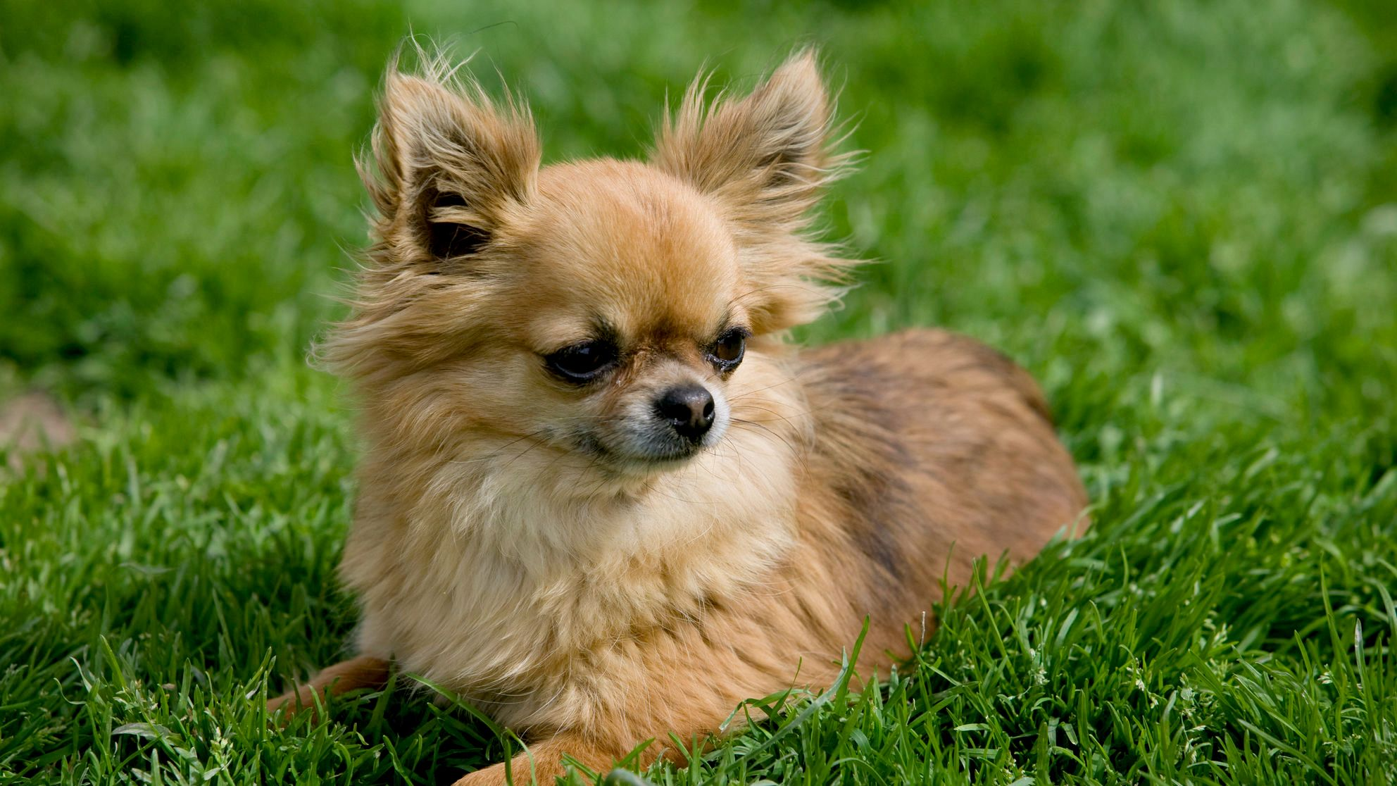 Bej renkli uzun tüylü Chihuahua, çimlerin üzerinde uzanıyor