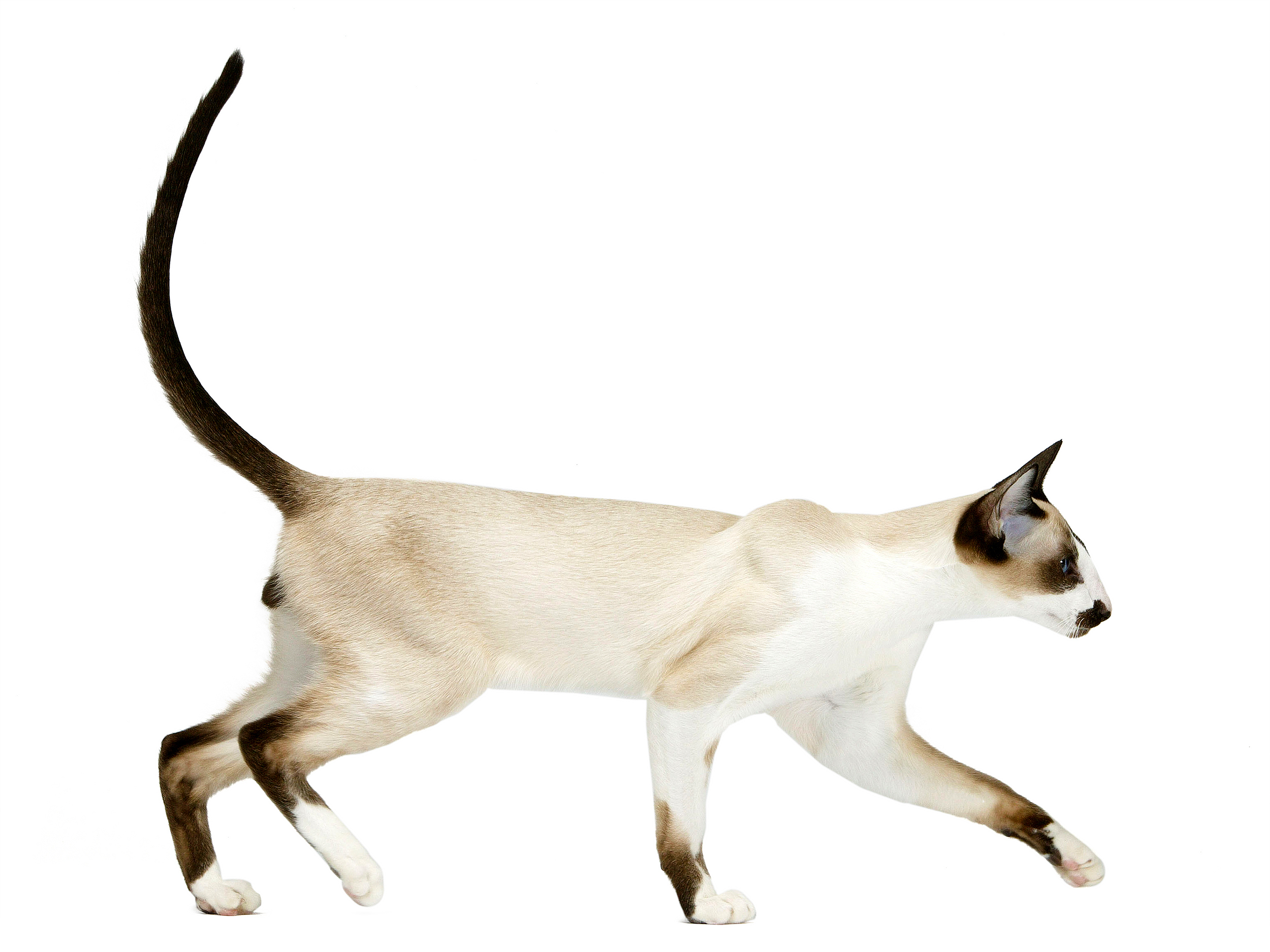 Cat Breed Library | Royal Canin