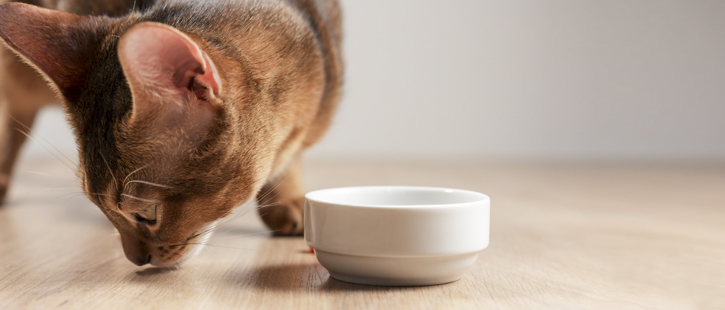 Die ausgewachsene Abessinierkatze steht drinnen und schaut von einem weißen Napf weg.