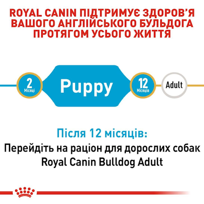RC-BHN-PuppyBulldog_2-UA.jpg
