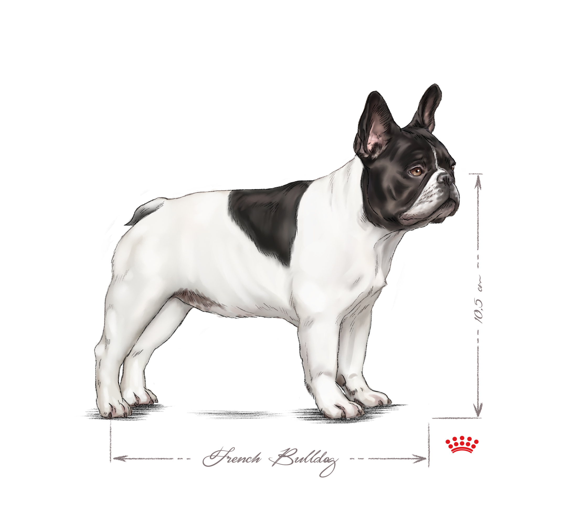 Bulldog Francese adulto in bianco e nero