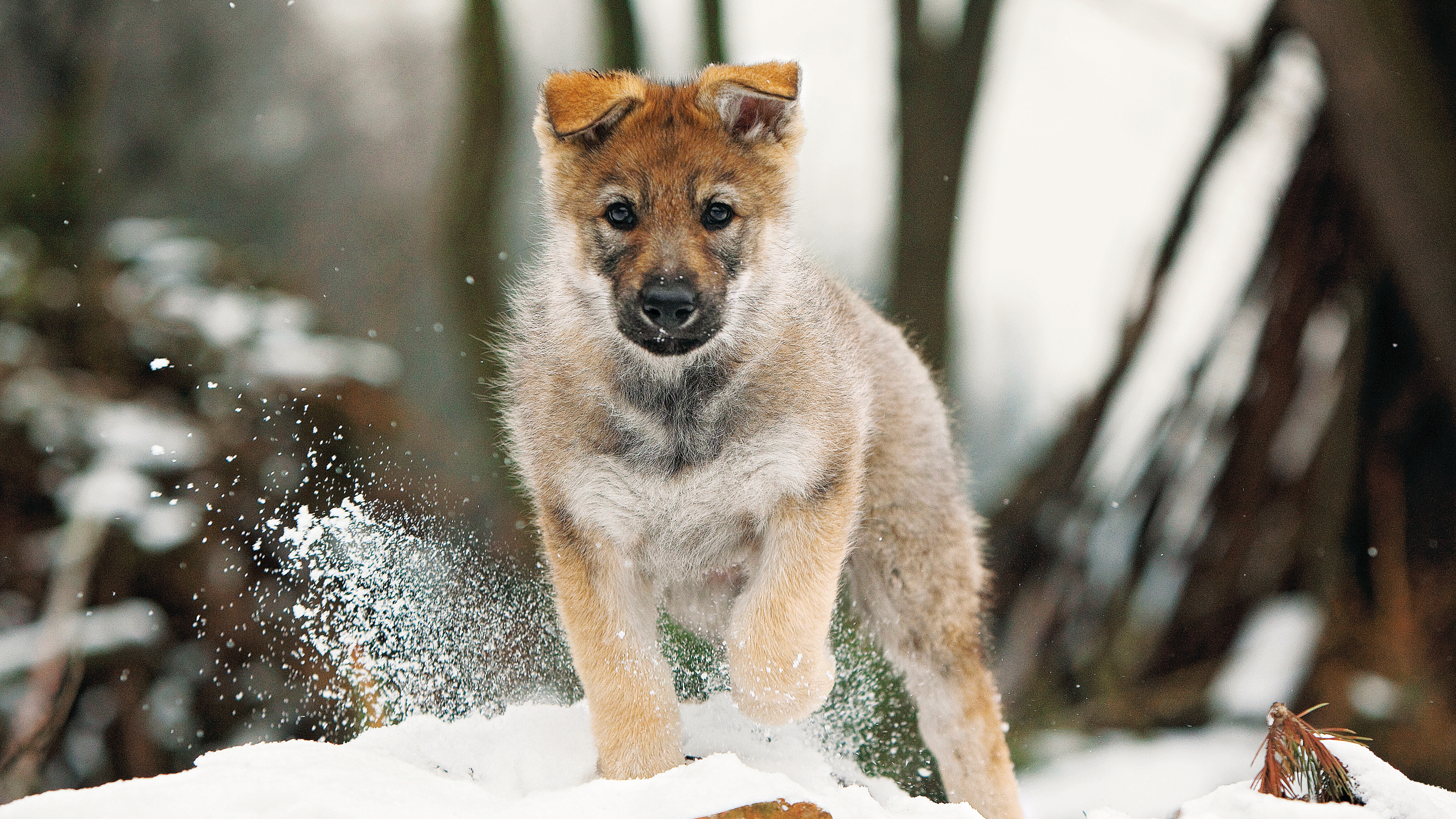 Czechoslovakian Wolfdog puppy kicking up snow