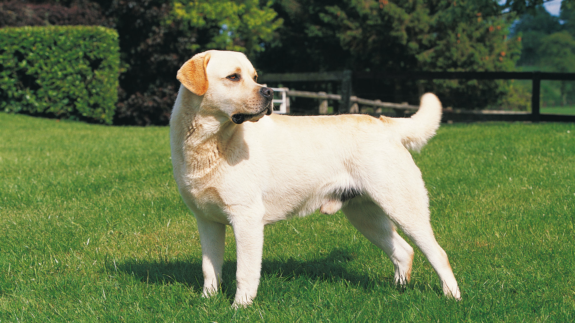 Labrador dourado em pé na relva a olhar para a direita