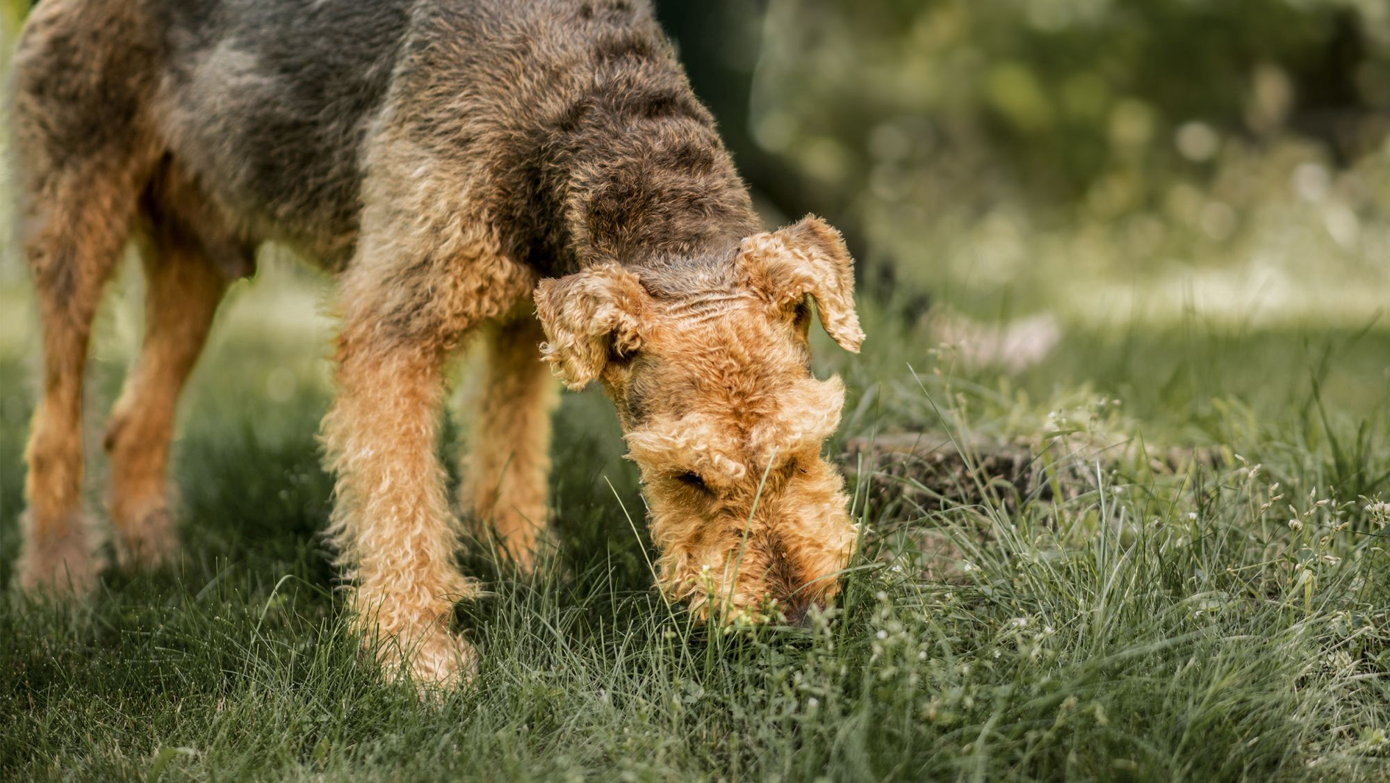 comidas tóxicas para perros