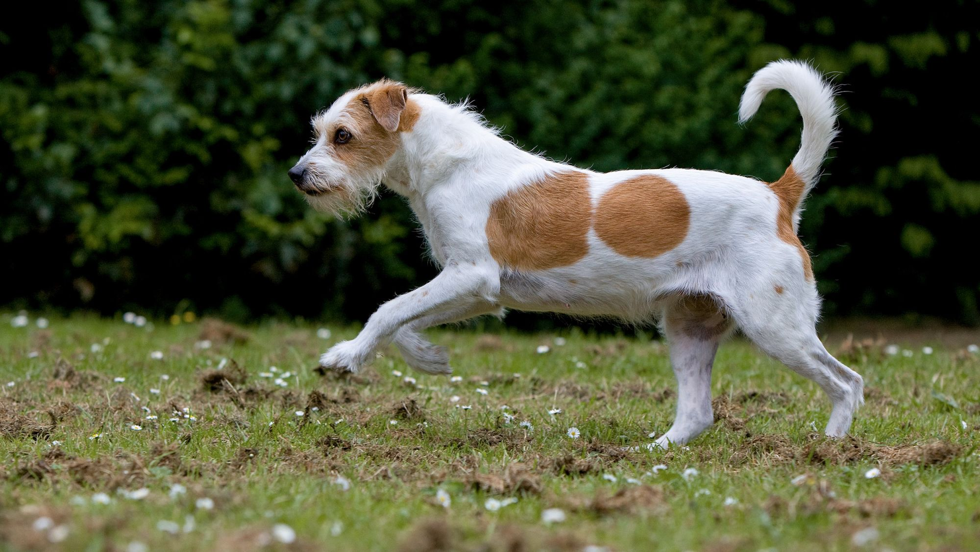 Jack Russell Terrier walking outside in a garden