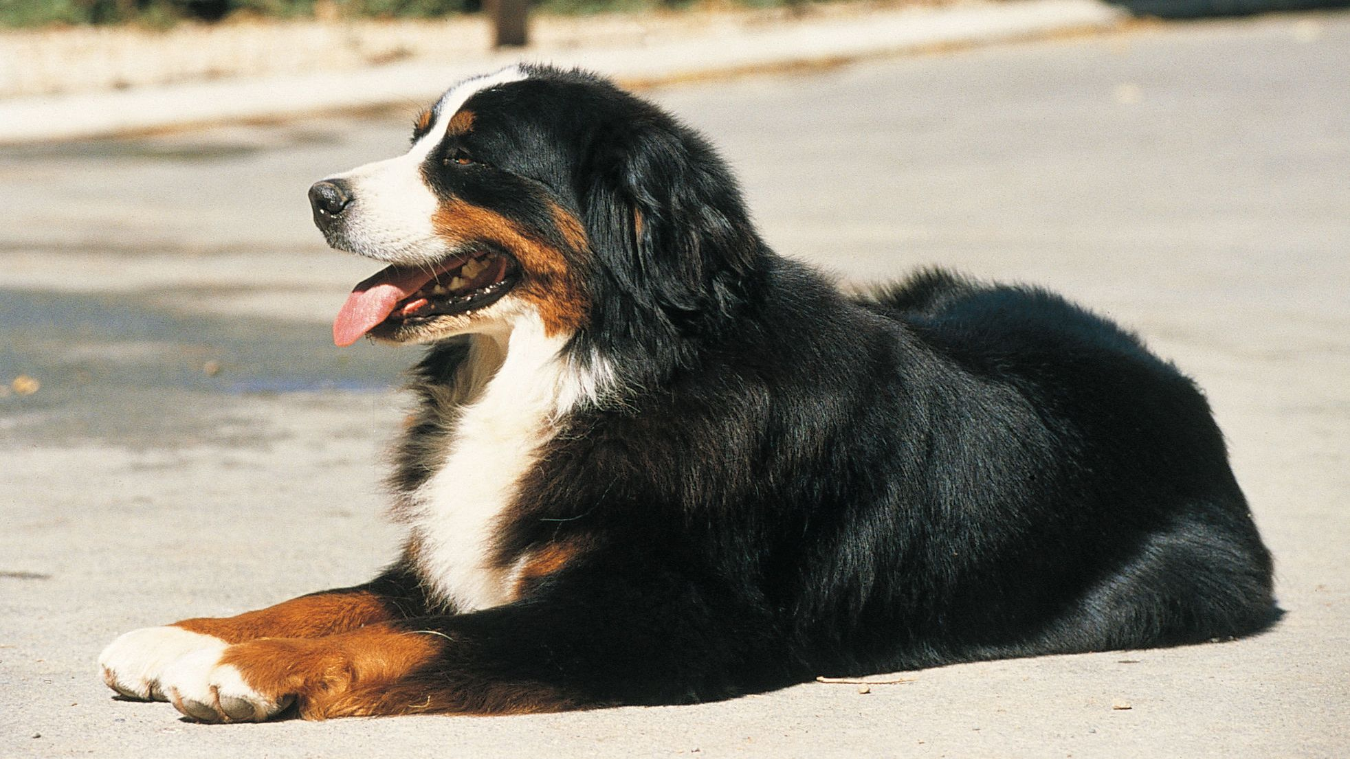 Bernese Mountain Dog lying down panting