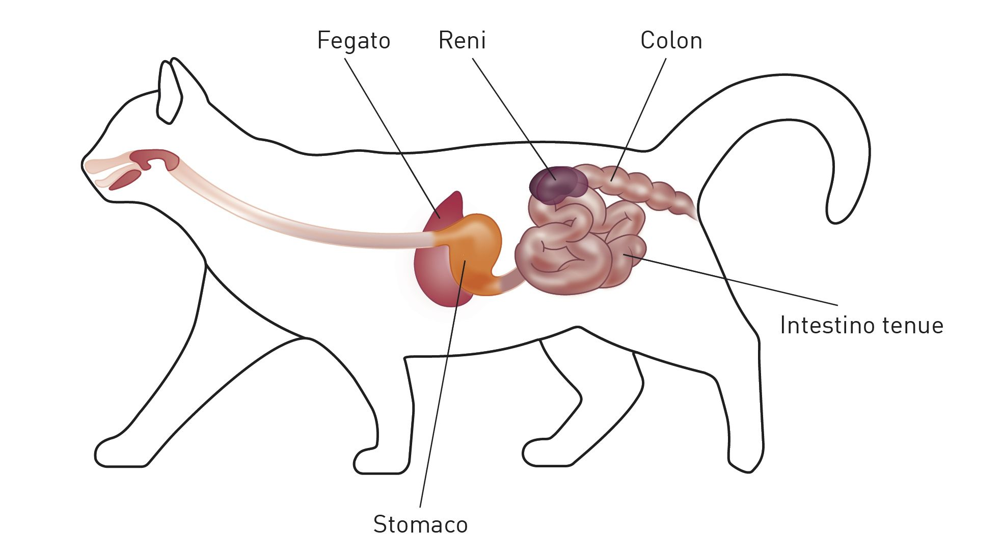 Asse intestino-rene felino