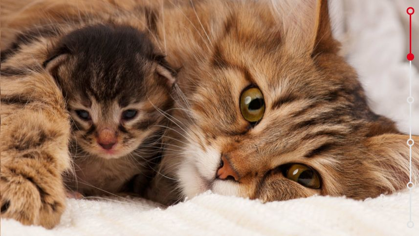 siberian cat mother and kitten