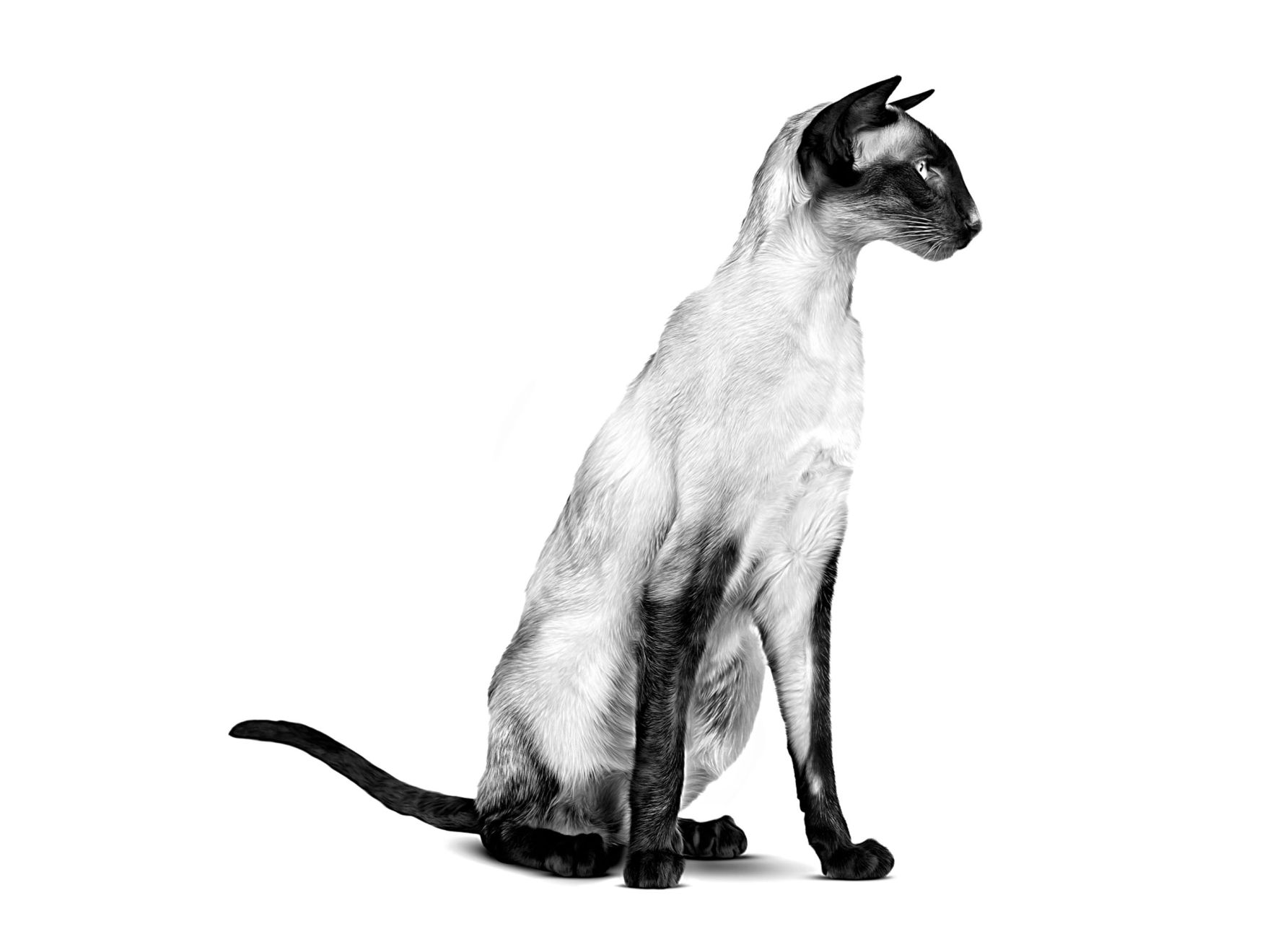 La salud es magnífica para tu gato siamés