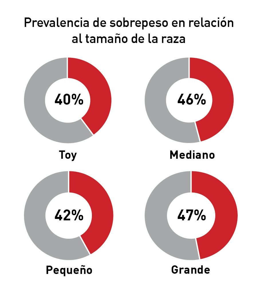 Prevalencia de la condición corporal excesiva en diferentes razas caninas según datos de Banfield Pet Hospital