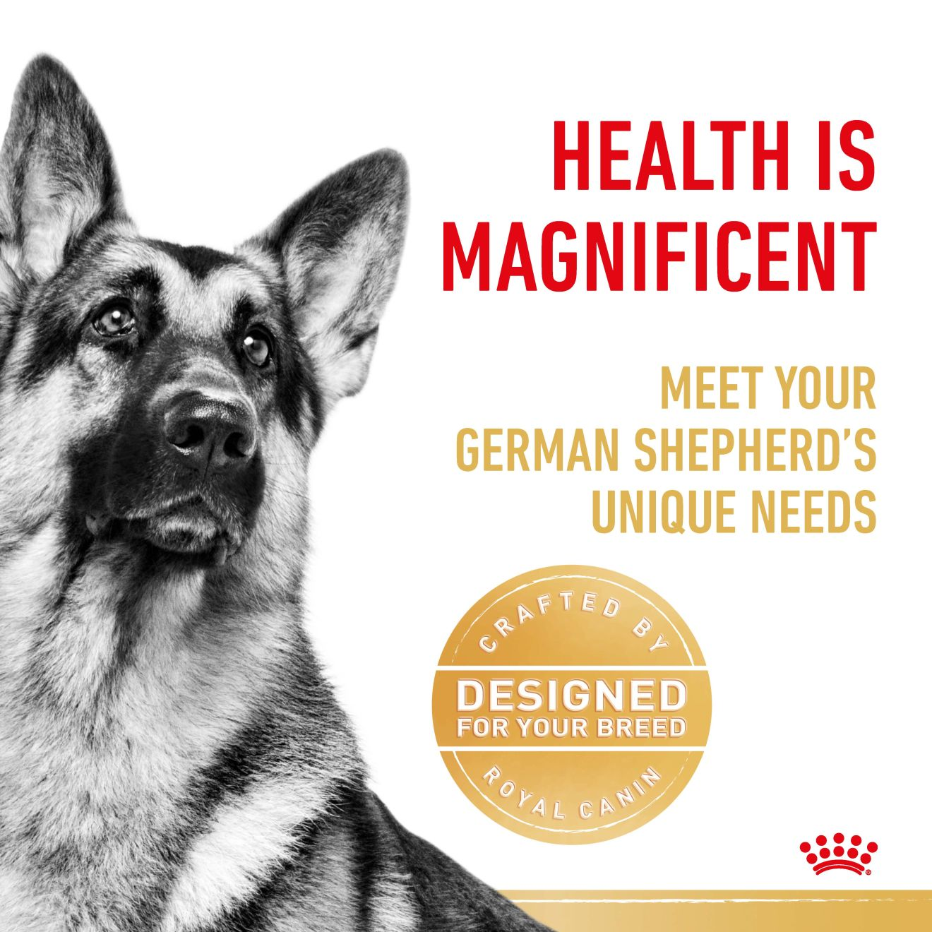 German Shepherd Adult