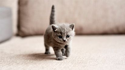 Maine Coon kitten sitting outside on a wooden table